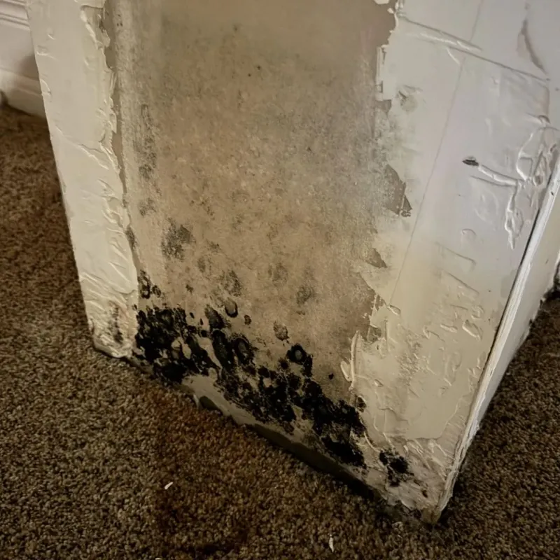 Professional Mold Removal in Greenville, MI